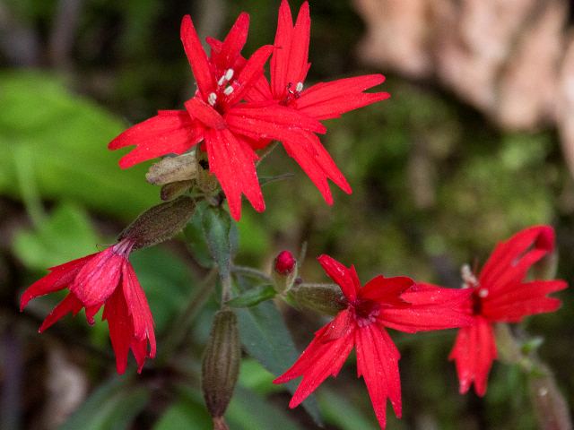 Fire Pink, Johns River Road, Blowing Rock